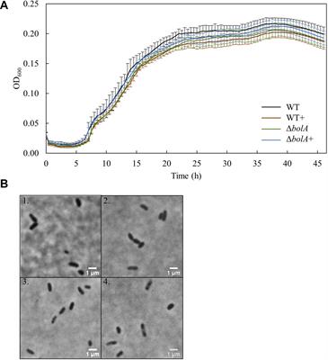 Exploring the Effects of bolA in Biofilm Formation and Current Generation by Shewanella oneidensis MR-1